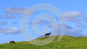 Horses grazing on mount Taranaki background