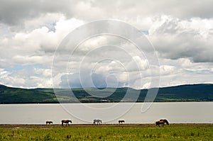 Horses grazing by mountain