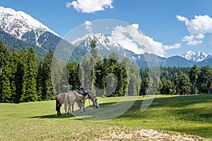 Horses grazing, mountain landscape