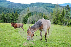 Horses grazing on a mountain meadow