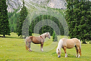 Horses grazing in a mountain meadow