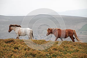 Horses grazing in the mountains