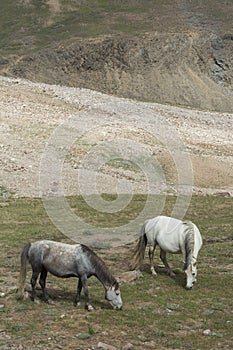 Horses grazing near Chandrataal,Spiti Valley,Himachal Pradesh,India