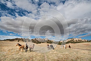 Horses grazing near Fort Robinson State Park, Nebraska photo