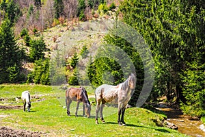 Horses grazing near a mountain river