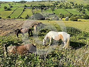 Horses, grazing near a ploughed field, with distant hills in, Allerton, Bradford, UK photo