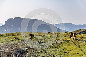 Horses grazing near seven rila lakes, Bulgaria