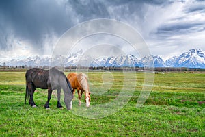 Horses grazing near the Teton Mountains