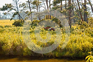 Horses grazing near the woods on Assateague Island