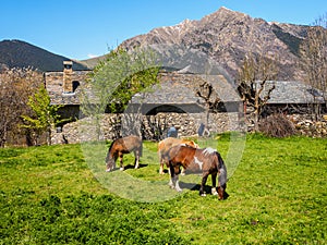 Horses grazing in an old, Roman stable, in TaÃÂ¼ll, Catalonia, Spain photo