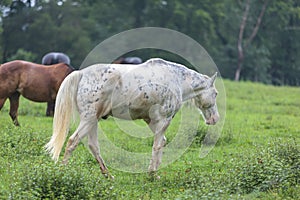 Horses grazing in an open meadow