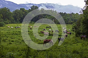 Horses grazing in an open meadow
