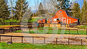 Horses grazing in the paddock near Fort Langley British Columbia