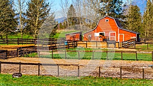 Horses grazing in the paddock near Fort Langley British Columbia photo