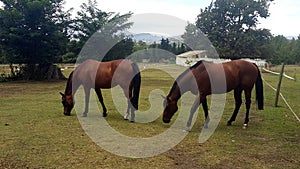 Horses grazing in a padock