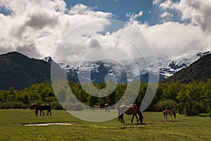 Horses grazing at Pampa Linda in Patagonia photo