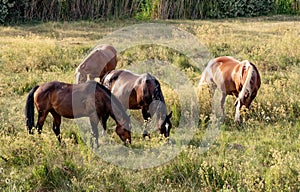 Horses grazing in a pasture