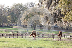 Horses grazing in pasture