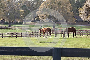 Horses grazing in pasture