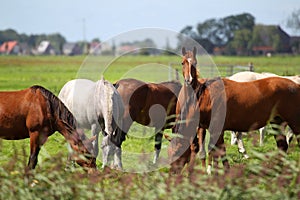 Horses grazing on a pasture