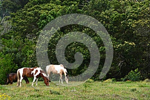 Horses grazing on pasture