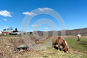 Horses Grazing in the Pasture