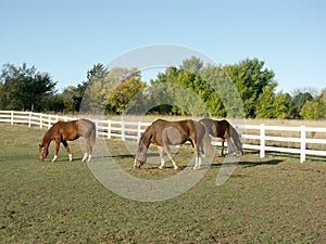 Horses grazing in pasture