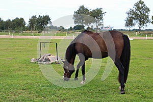 Horses grazing on pasture.