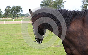 Horses grazing on pasture.