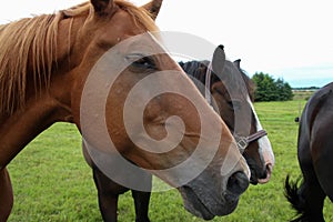 Horses grazing on pasture.