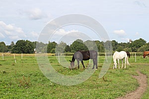 Horses grazing on pasture.