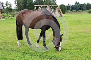 Horses grazing on pasture.