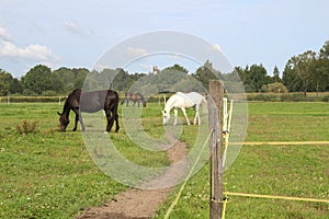 Horses grazing on pasture.