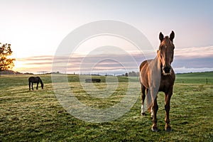 Horses grazing in pasture on a cold morning at sunrise beautiful peaceful landscape upstate NY