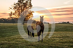 Horses grazing in pasture on a cold morning at sunrise beautiful peaceful landscape upstate NY