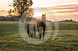 Horses grazing in pasture on a cold morning at sunrise beautiful peaceful landscape upstate NY