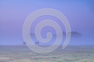 Horses grazing on pasture in dense sunrise fog