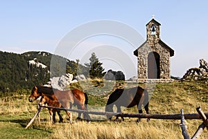 Horses grazing on pasture in front of chapel photo