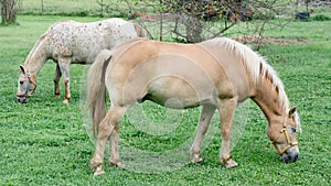 Horses Grazing in the Pasture Halflinger, P.O.A