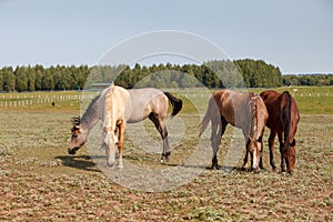 Horses grazing in the pasture at a horse farm