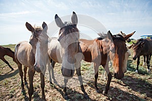 Horses grazing in the pasture at a horse farm