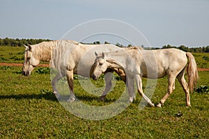 Horses grazing in the pasture at a horse farm