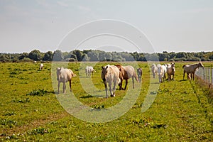 Horses grazing in the pasture at a horse farm