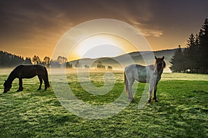 Horses grazing on pasture at misty sunrise