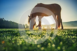 Horses grazing on pasture at misty sunrise