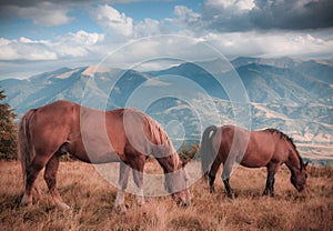 Horses grazing in pasture in mountains. Autumn landscape.