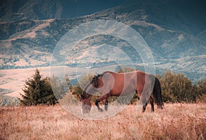 Horses grazing in pasture in mountains. Autumn landscape.