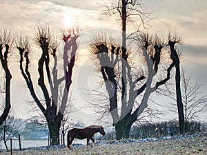 Horses grazing on pasture with rest of snow