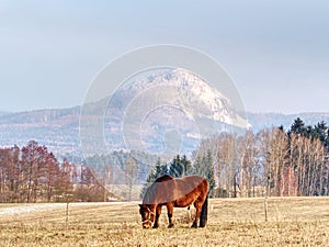 Horses grazing on pasture with rest of snow