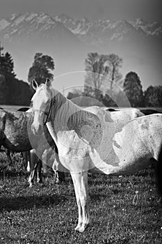 White horse standing still